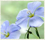 linseed flower